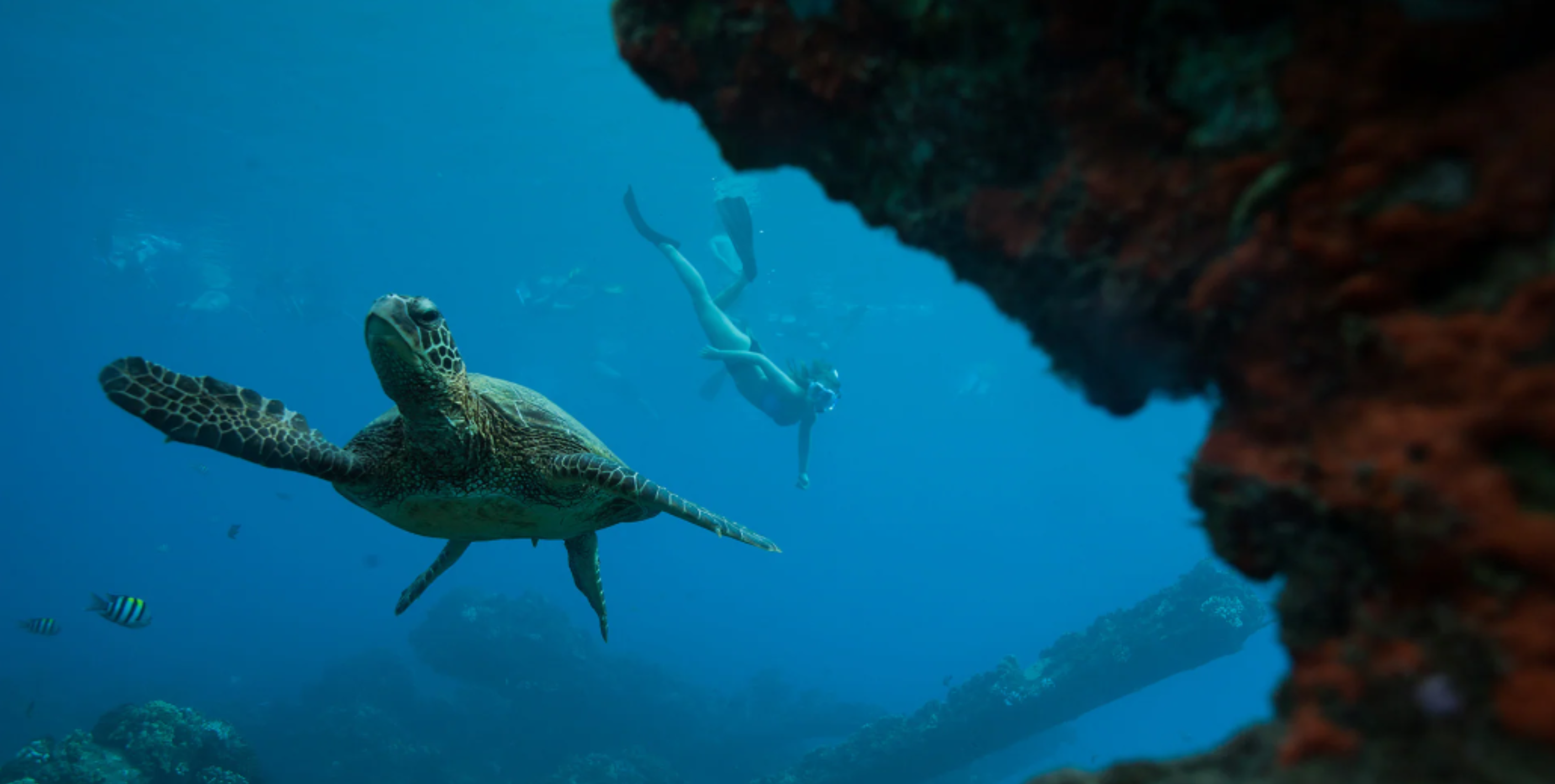 -UnCruise Adventures